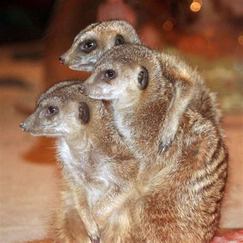 Lo Theres Enough Budget Left To Give Maritimes Meerkats A New Home
