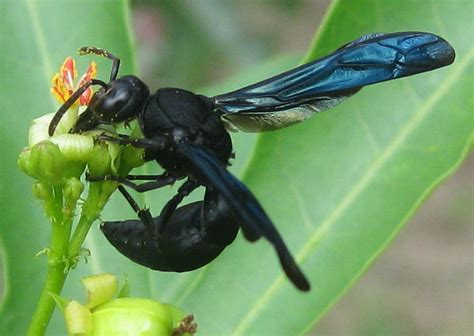 Black Wasp Sting Pictures Pain Swelling Home Remedies Bigbear Pest