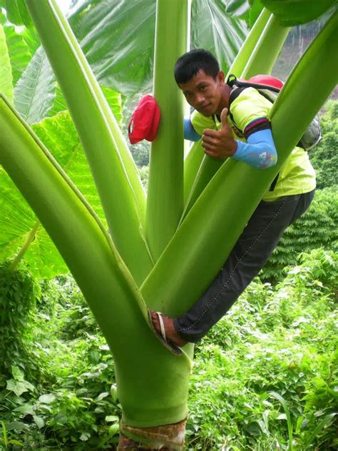 Colocasia Gigantea Thailand Giant Tropics Home