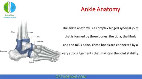 Ankle Anatomy Full Review • Easy Explained Orthofixar 2023 2023