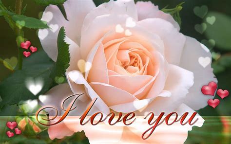 Rose For You Sweetie I Love You Flower Rose Pink Love Hd