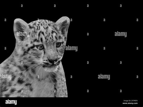 Snow Leopard Baby Leopard Black And White Stock Photos And Images Alamy