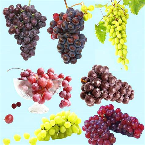 Rainbow Grape Seed Rare Delicious Fruit Seed 100 Real Plants Natural