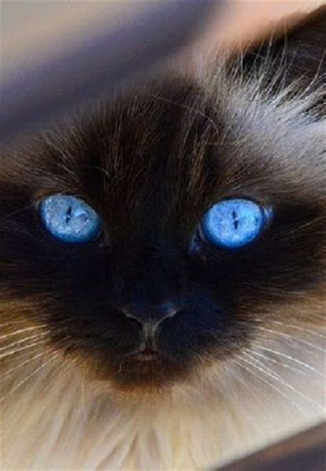 17 Best Images About Canterbury Cats On Pinterest Persian Cats And