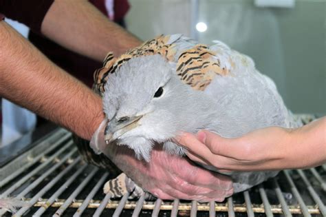 Worlds Heaviest Flying Bird The Endangered Bustard Found In Anatolia