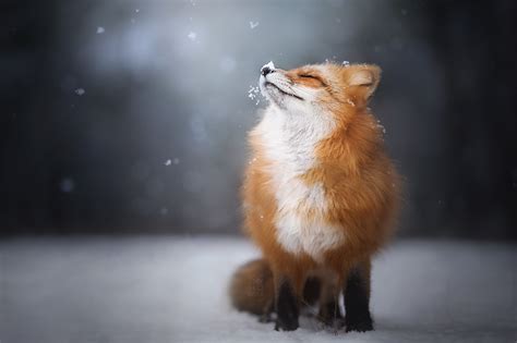 Download Snowfall Animal Fox Hd Wallpaper