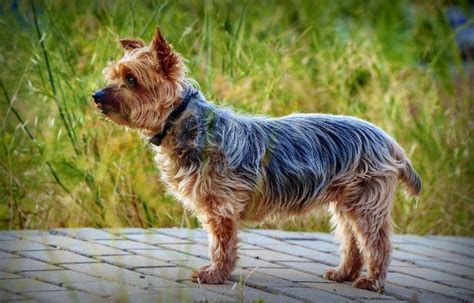 How Much Does A Yorkshire Terrier Cost 2023 Price Guide Pet Keen