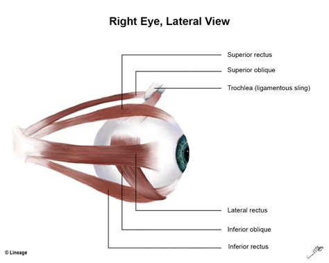 Kadar Değişiyor Anlatmak Uyumsuz Eye Muscles Function