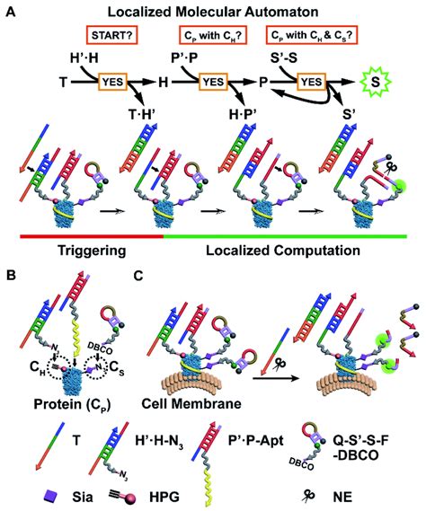 Search chemical reactions in rhea for this molecule. A localized molecular automaton for in situ visualization ...