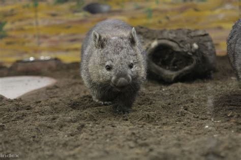Baby Wombat Born At Budapest Zoo