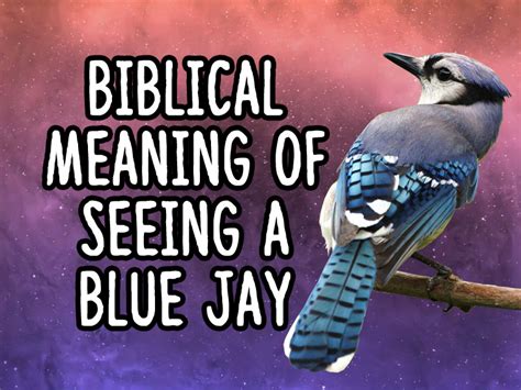 Biblical Meaning Of Seeing A Blue Jay Is It A Good Sign About Spiritual