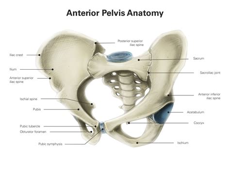 Anterior View Of Human Pelvis With Labels Poster Print By Alan