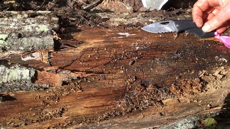 Upsettingly Large Fungus In Michigan Weighs 440 Tons And Is 2500 Years Old