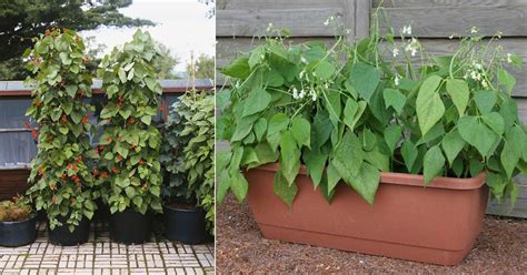Types Of Beans Best Green Bean Varieties For Containers