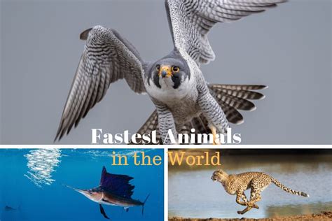 15 Of The Fastest Animals On Planet Earth You Will Be Surprised