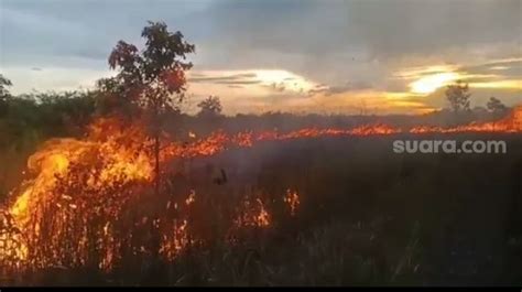 Kumpulan Berita Lahan Di Kabupaten Sukamara Kebakaran Terbaru Dan Terkini