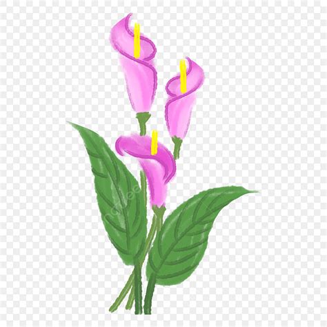 Purple Calla Lily Border Clip Art