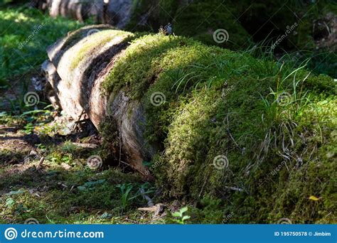 Fallen Tree Covered With Moss And Grass Stock Photo Image Of Wood