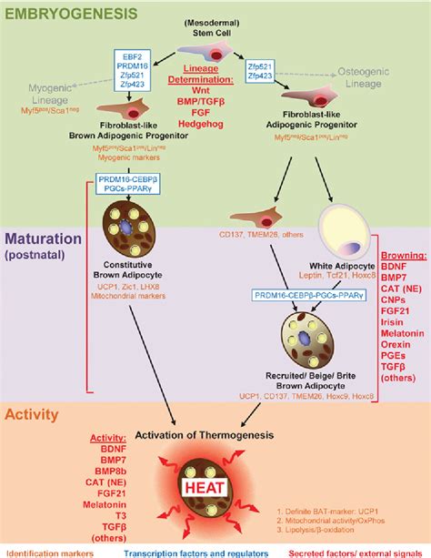 Figure 3 From Brown Adipose Tissue Development Metabolism And Beyond