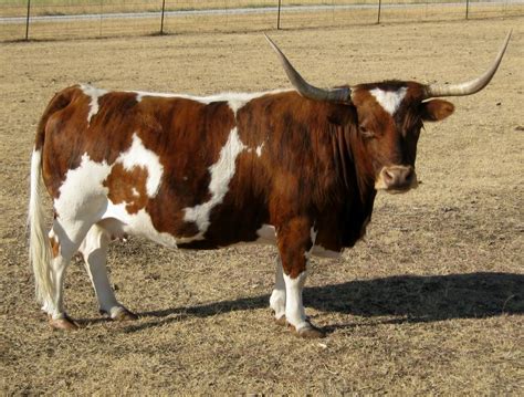 Mini Cow Texas Farm House