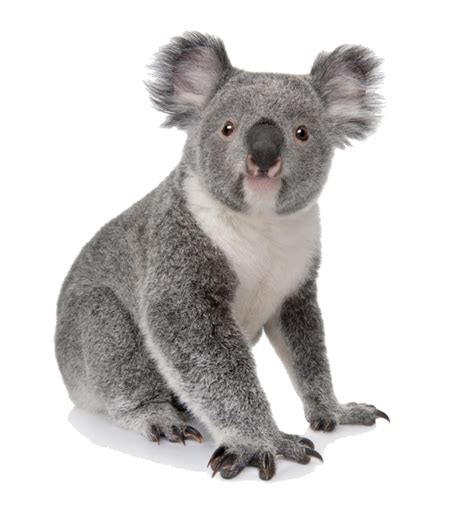 Koala Animal Clipart Free Download Transparent Png Cr