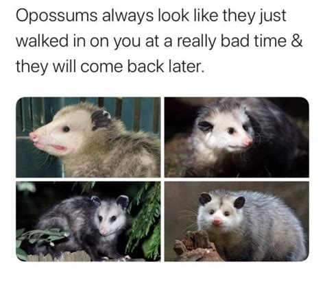 50 Funny Possums Photos Barnorama