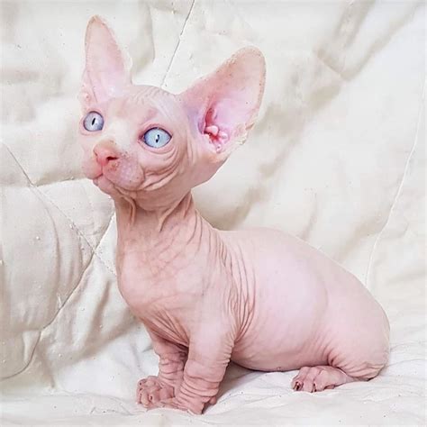 Sphynx Kittens For Salehairless Cats For Sale