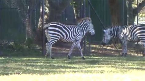 Zebras At Nashville Zoo Youtube