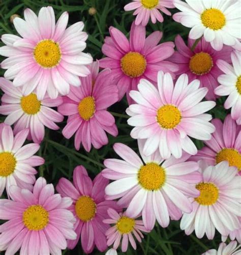 The Marguerite Daisy Minneopa Orchards