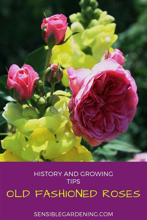 Old Fashioned Roses Rose Gardening Tips Spring Plants