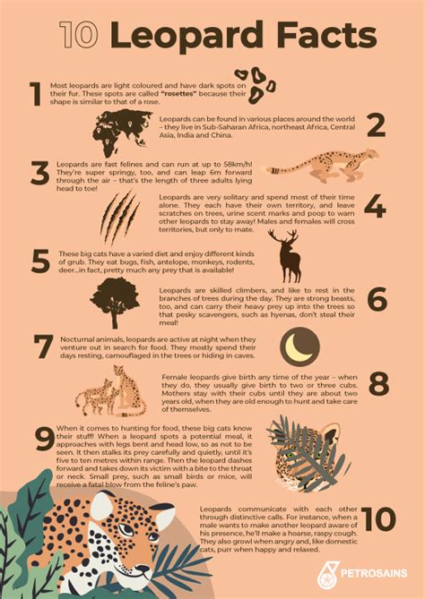 Creating Wonder The Petrosains Blog 10 Leopard Facts