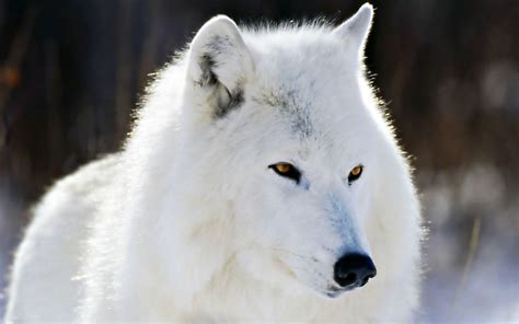 Arctic Wolf Wallpapers Wallpaper Cave