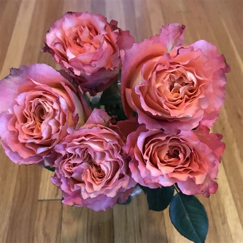 Purple haze rose rose bush 20 seeds~rare. These beauties came straight from Ecuador to brighten up ...