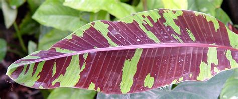 We did not find results for: Polynesian Produce Stand : ~SIAM RUBY~ Variegated RED ...