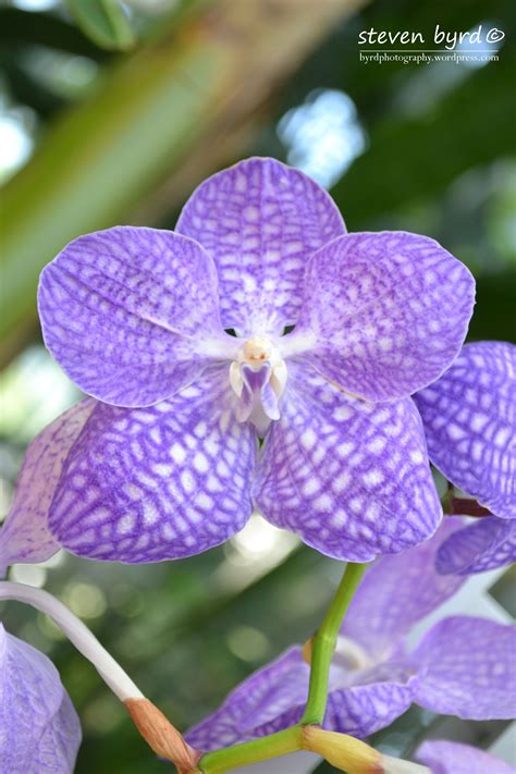 Purple Orchid Purple Orchids Orchids Most Beautiful Flowers