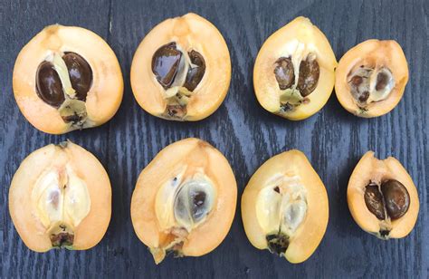 Gardening Loquat Tasting On May 22