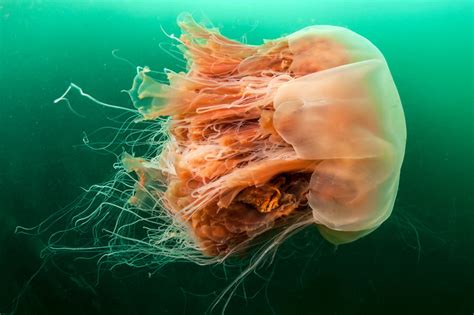 The stunning—and stinging —lion's mane jellyfish ( cyanea capillata ) ranks among earth's most beautiful creatures. The Indian Point Young Naturalist Club: Mystery Creature Revealed!