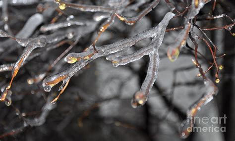 Frozen Ice Twigs Photograph By Loriannah Hespe Fine Art America