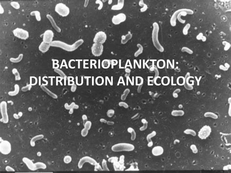 Bacterioplankton Distribution And Ecology
