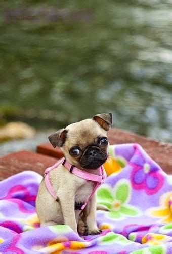 96 dpi means there are 96 pixels per inch. Pet's We Love: Top 10 Best Lap Dog Breeds