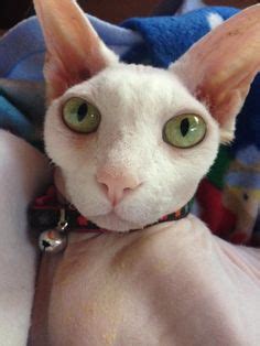 The spread of infection through the bloodstream to the middle ear is also possible, but it is rare. Anisocoria refers to 'unequal pupil size'. Notice how this ...