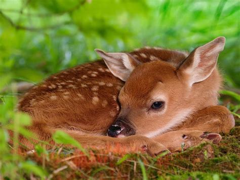 Once you purchase something and use it for the purchase, you can just go back into my offers and bed bath & beyond coupons also work at buy buy baby since they recently merged!! Bambi Baby Coupons - 9 Hot Deals March 2021