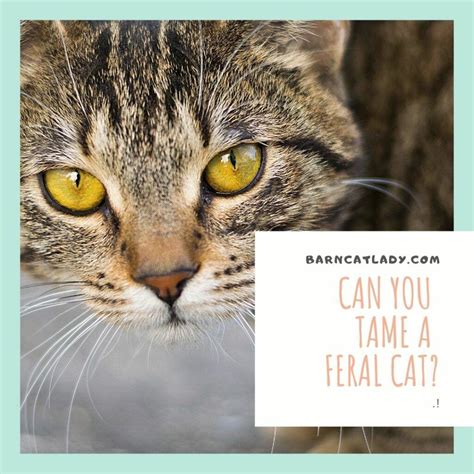 How To Tame A Feral Cat Kitten To Tame A Feral Cat Ideally They