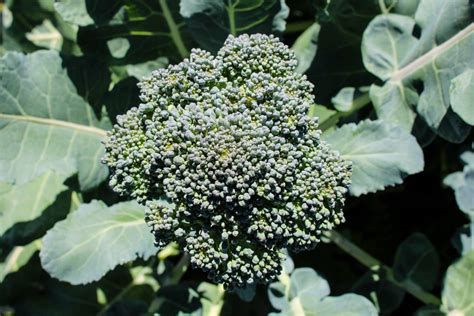 When To Harvest Broccoli The Best Time To Pick Humboldts Secret Supplies