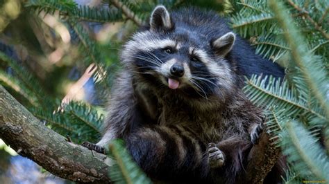 20 Funny Raccoon Wallpapers Wallpaperboat