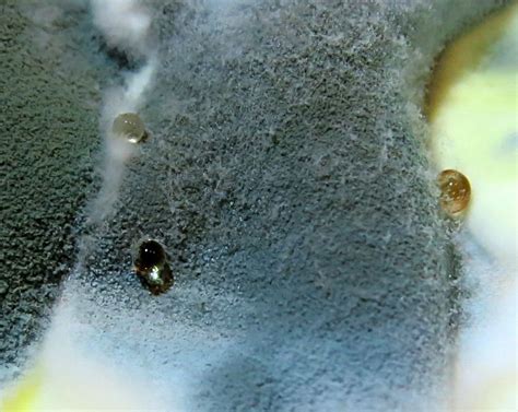 Viele schlafzimmer haben im vergleich zu den schimmel im schlafzimmer effektiv entfernen! Schimmelpilz Foto & Bild | pflanzen, pilze & flechten ...