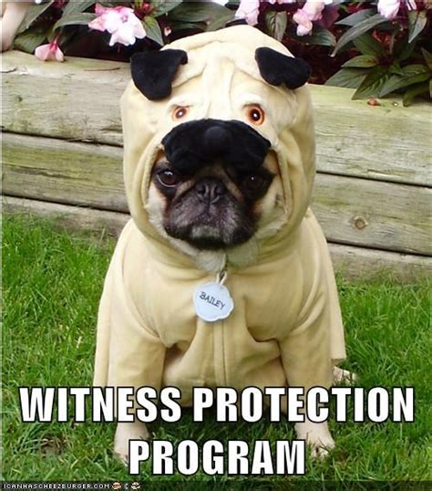 Funny Pugs On Pinterest Pug Pug Meme And Fat Pug