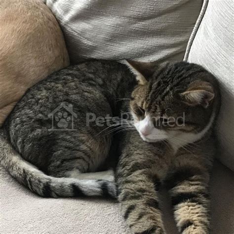 Lost Cat Tabby British Shorthair Cat Called Luigi Basingstoke Area