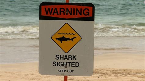 Two Shark Attacks In Hawaii Cnn