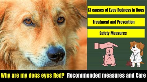 Eye Discharge In Dogs Home Remedy Serve Dogs